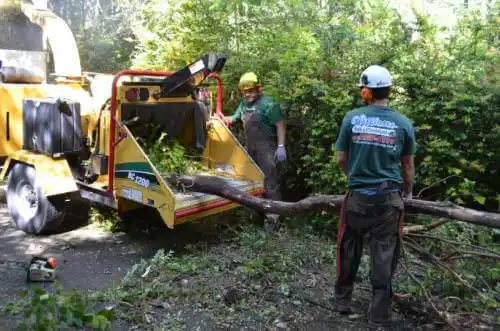 tree services Camarillo